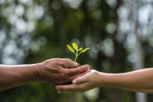 Two,Hands,Holding,Together,A,Green,Young,Plant.,World,Environment